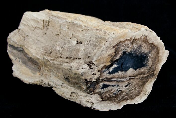 Blue Forest Petrified Wood Limb Section - / lbs #3280